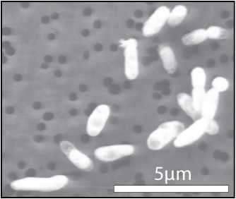 GFAJ-1 grown on phosphorus